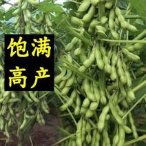 齐黄34黄豆种子早黄豆种子特大高产早熟抗病农家自种大豆种