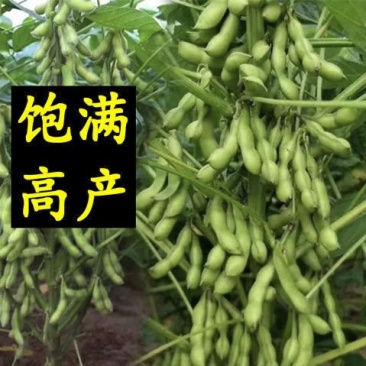 齐黄34黄豆种子早黄豆种子特大高产早熟抗病农家自种大豆种