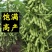 齐黄34黄豆种子早黄豆种子特大高产早熟抗病农家自种大豆种