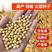 齐黄34黄豆种子早黄豆种子特大高产早熟抗病农家自种大豆种