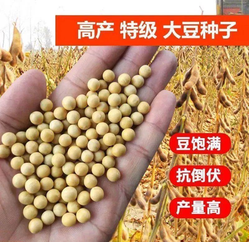 齐黄34黄豆种子早黄豆种子特大高产早熟抗病农家自种大豆种