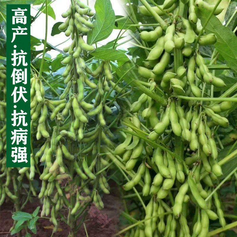 齐黄34黄豆种子早黄豆种子特大高产早熟抗病农家自种大豆种