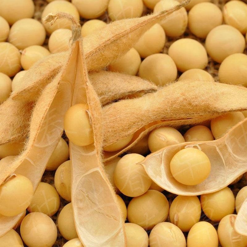 齐黄34黄豆种子早黄豆种子特大高产早熟抗病农家自种大豆种