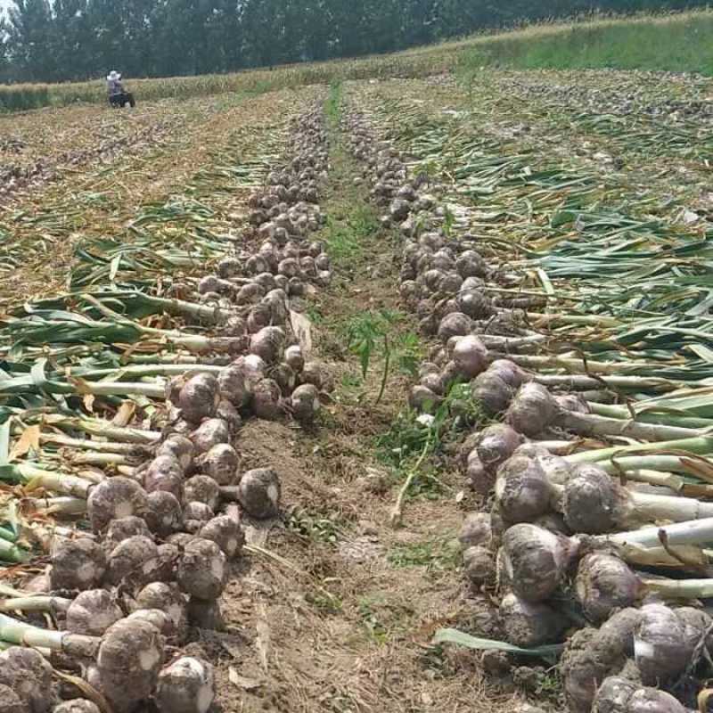 富平半干紫红皮大蒜陕西富平大蒜基地直供
