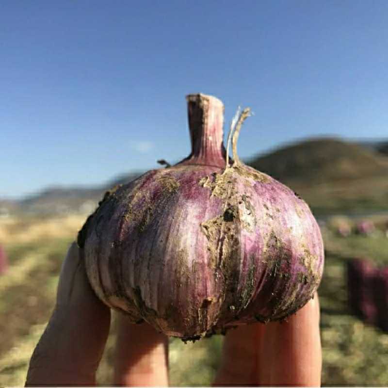 富平半干紫红皮大蒜陕西富平大蒜基地直供