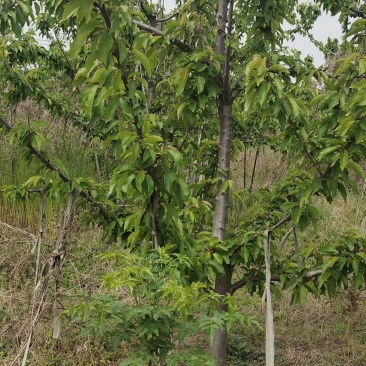 樱桃树苗大樱桃树基地直供量大从优对接全国提供技术指导