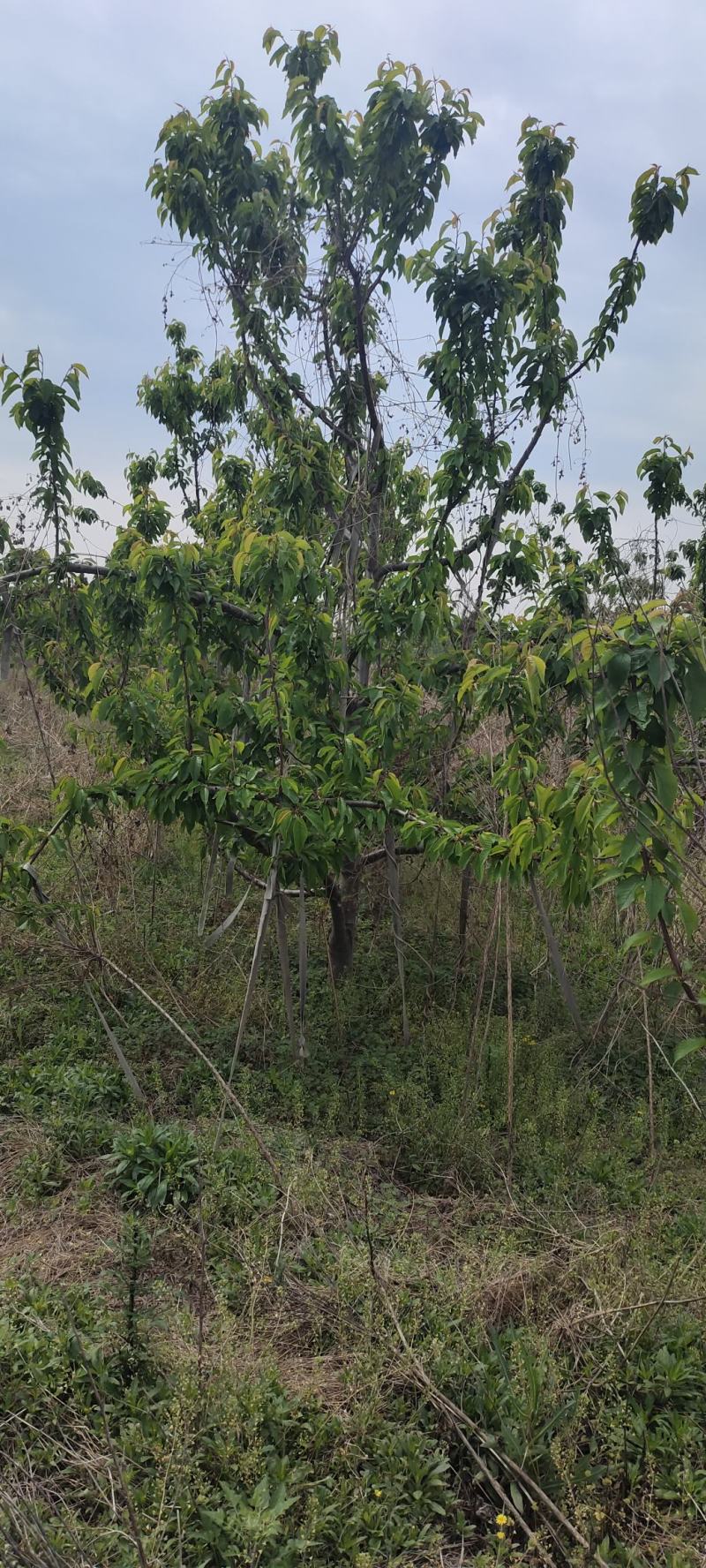 樱桃树苗大樱桃树基地直供量大从优对接全国提供技术指导
