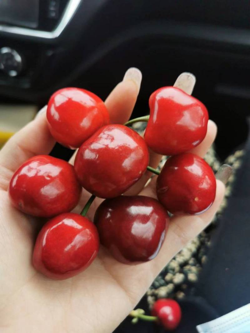 陕西澄城美早樱桃大量现货各种樱桃品种齐全基地直发