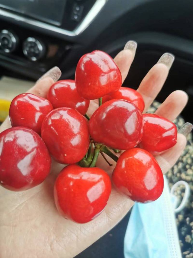 陕西澄城美早樱桃大量现货各种樱桃品种齐全基地直发