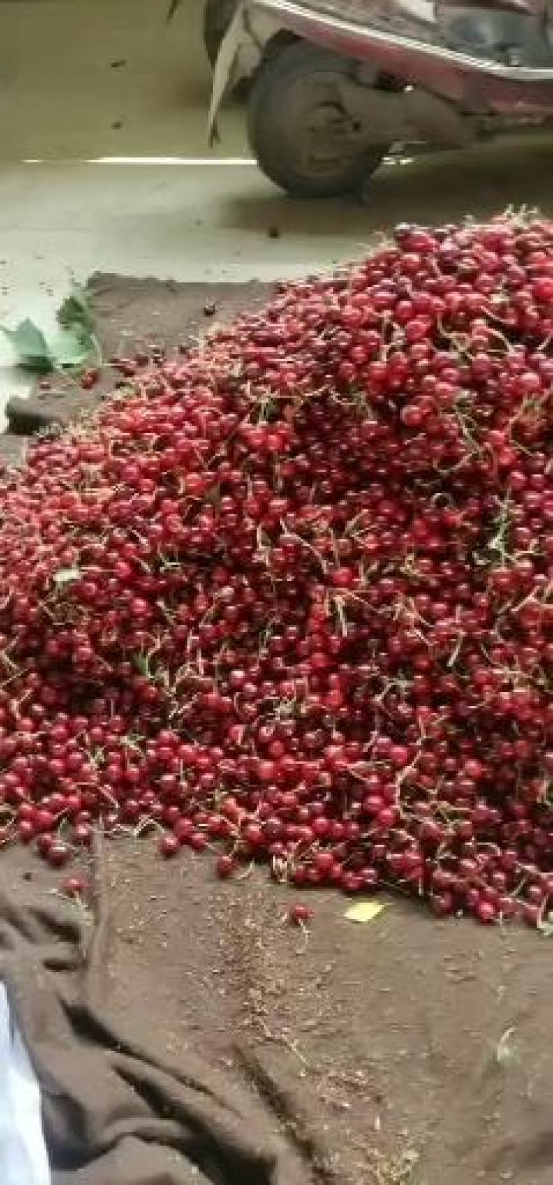 陕西澄城美早樱桃大量现货各种樱桃品种齐全基地直发