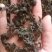 宁夏野生菌地皮菜，免洗地皮菜又称“地软”皮厚筋道。口感好