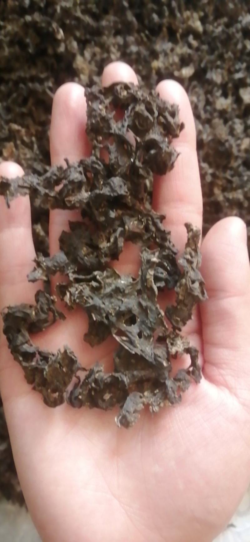 宁夏野生菌地皮菜，免洗地皮菜又称“地软”皮厚筋道。口感好