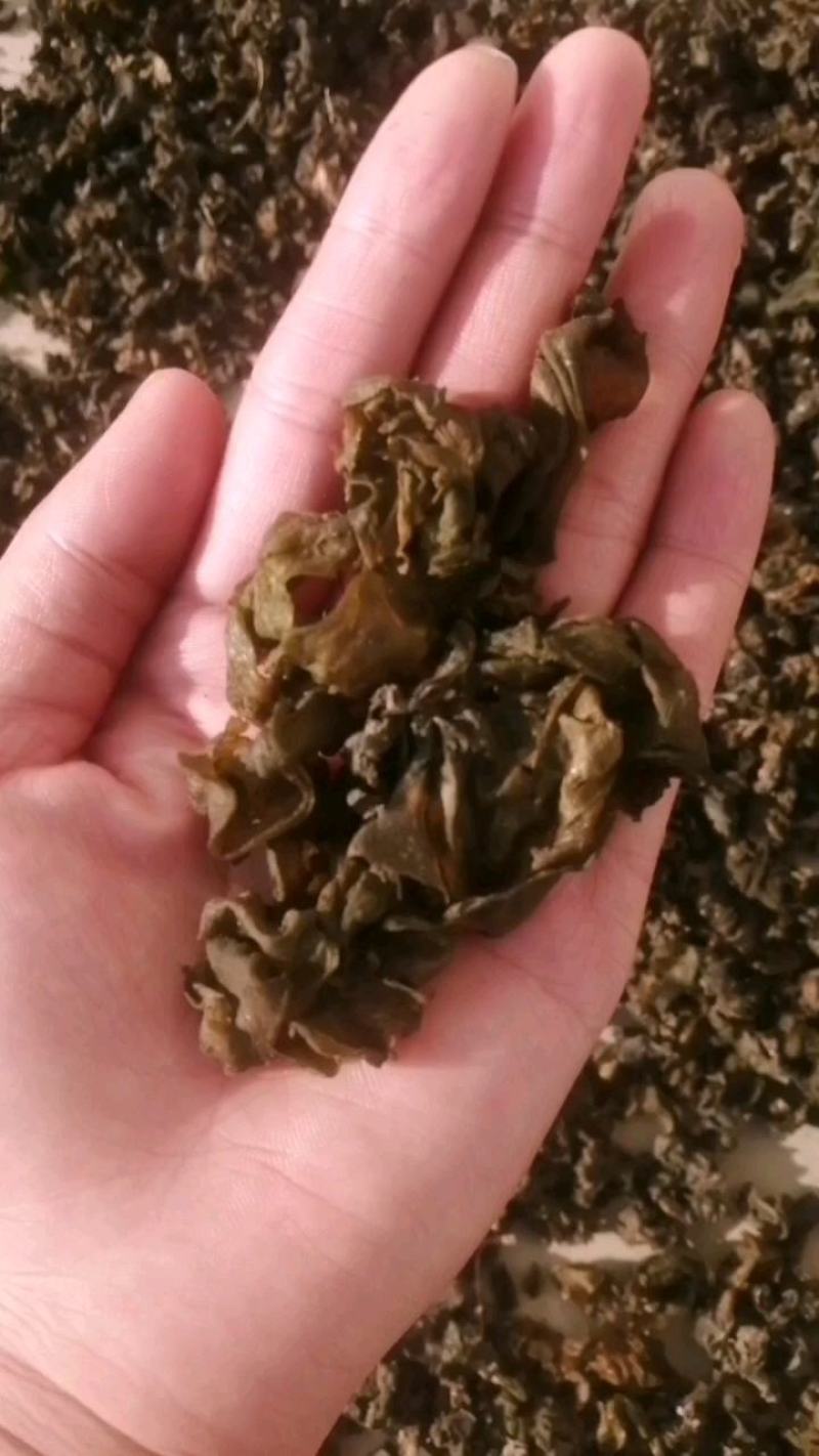 宁夏野生菌地皮菜，免洗地皮菜又称“地软”皮厚筋道。口感好