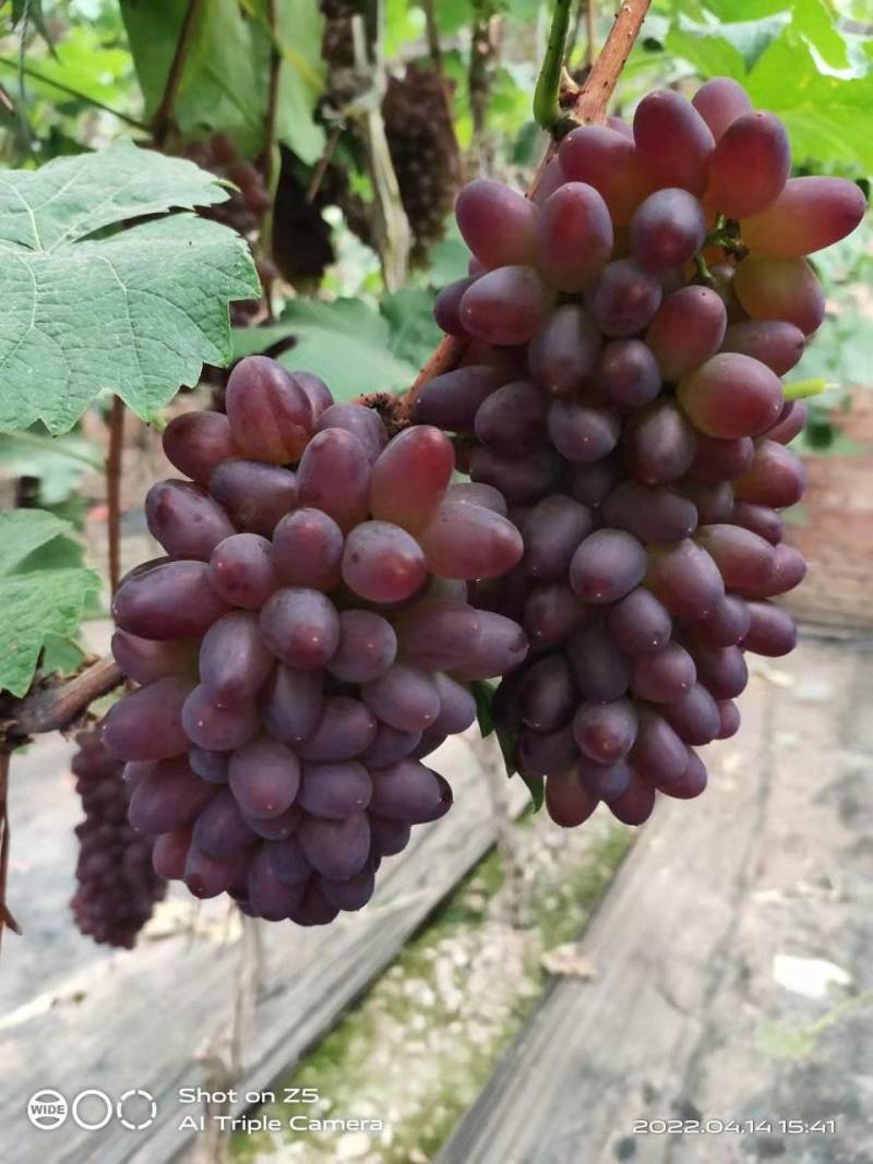 辽宁锦州暖棚茉莉香，着色香葡萄大量上市中，可代购代发货