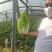 大量供应黄心大白菜