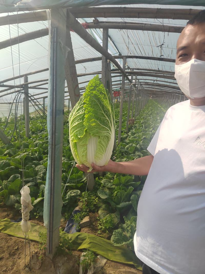 大量供应黄心大白菜