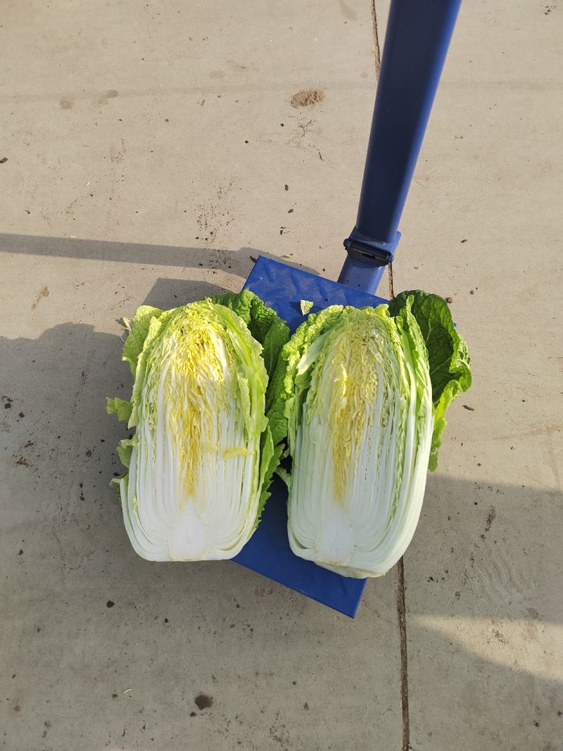 大量供应黄心大白菜
