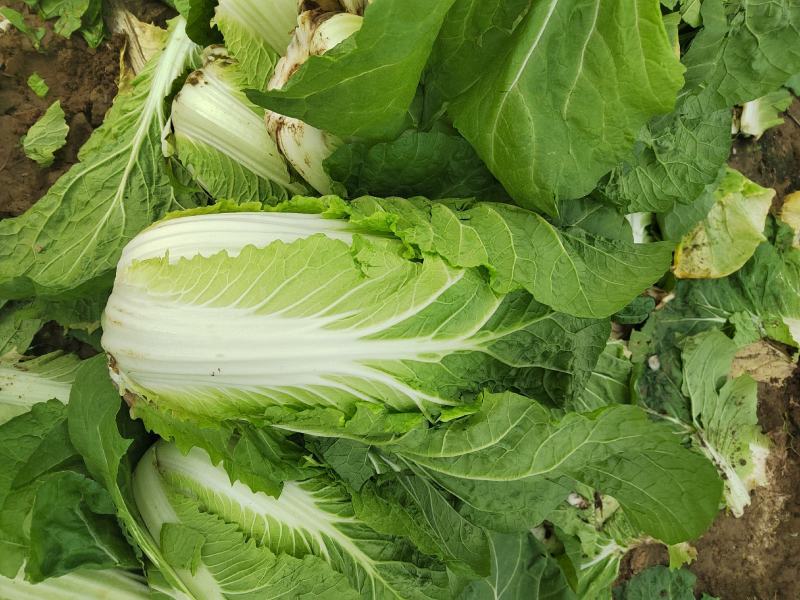大量供应黄心大白菜