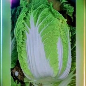 大量供应黄心大白菜