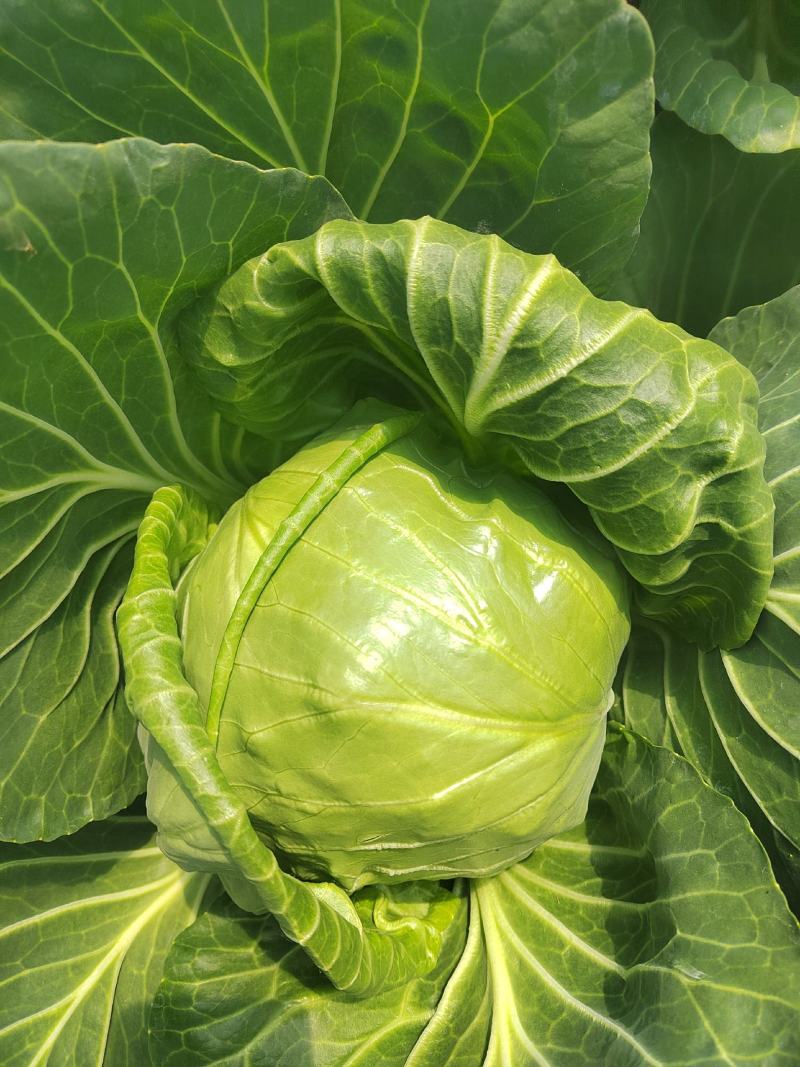 甘蓝大量供应
