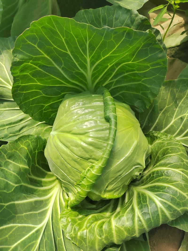 甘蓝大量供应