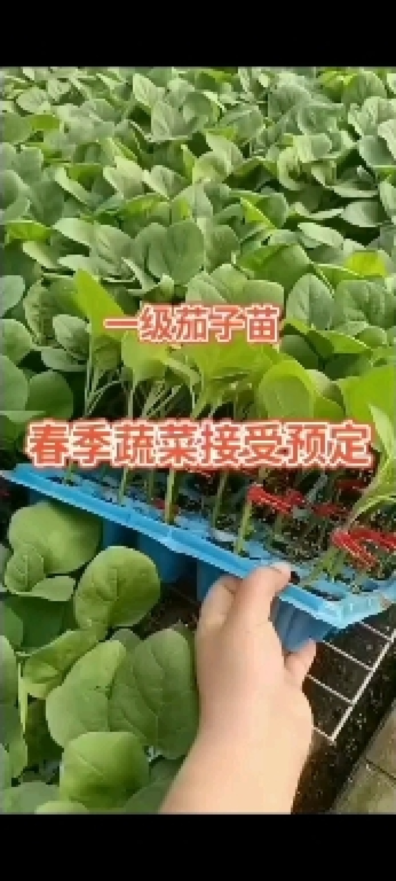 朝天椒，线辣椒苗苗粗壮开始拔苗了，用银地膜不长草