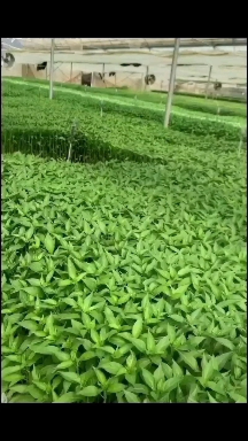 朝天椒，线辣椒苗苗粗壮开始拔苗了，用银地膜不长草