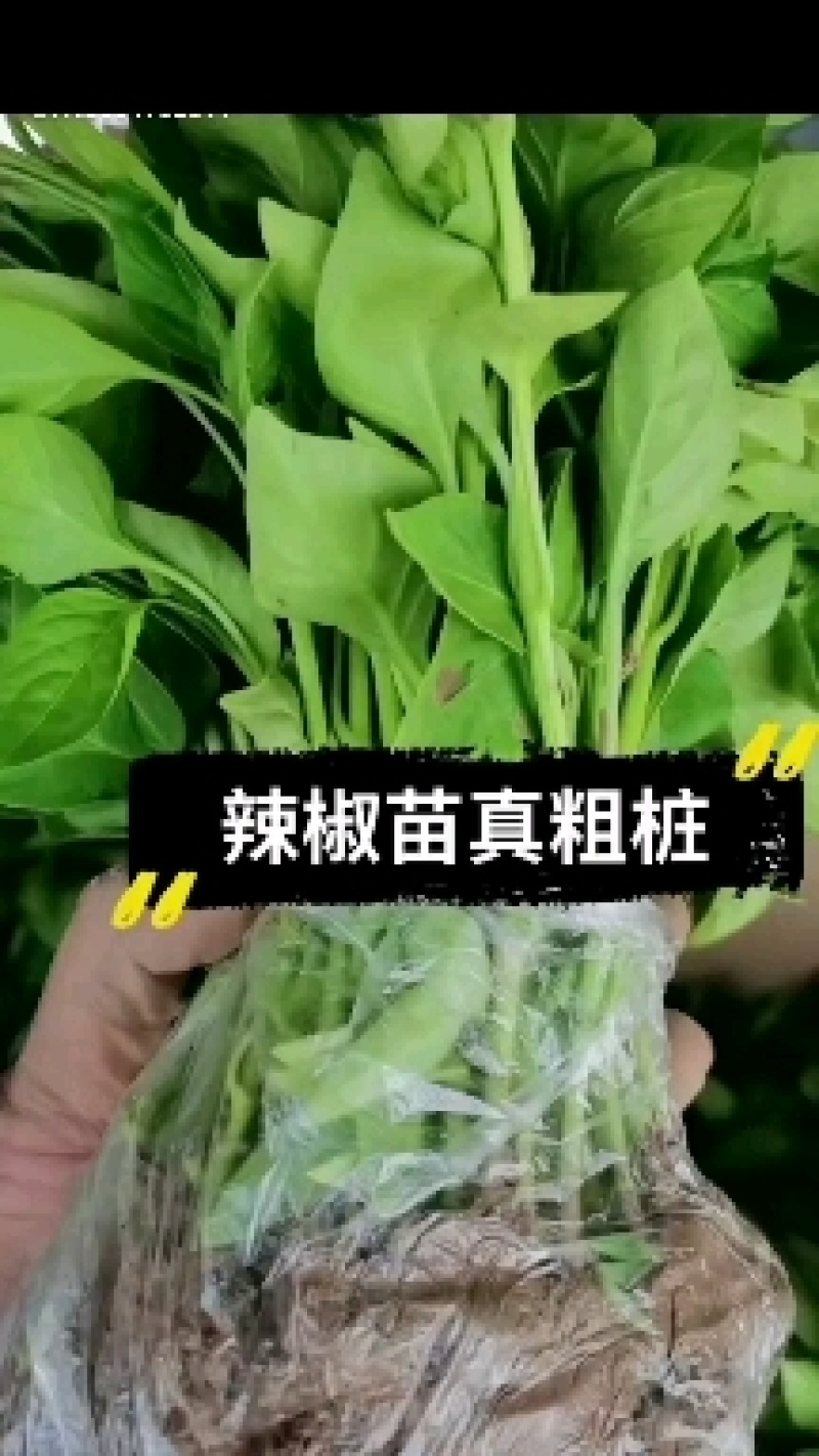 朝天椒，线辣椒苗苗粗壮开始拔苗了，用银地膜不长草