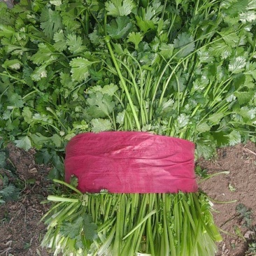 脱水香菜