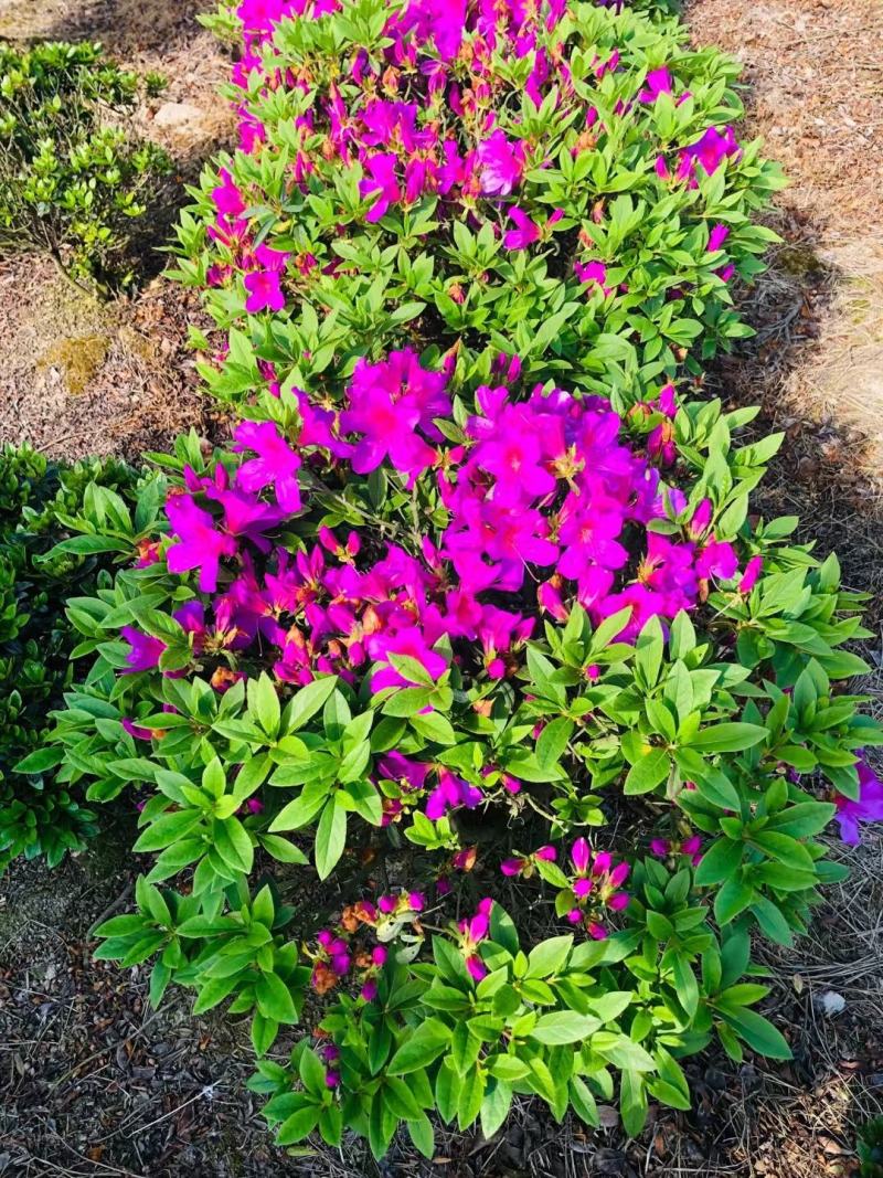 精品桂花，庭院种植景观绿化耐寒高端大气