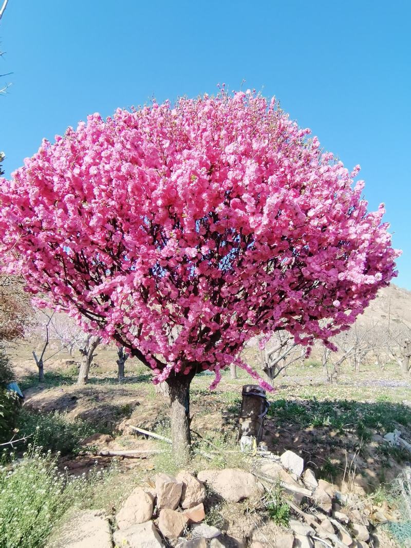 精品桂花，庭院种植景观绿化耐寒高端大气