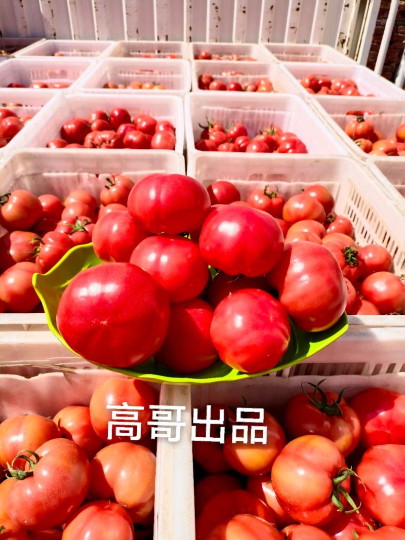 普罗旺斯西红柿，高品质，价格合理，专业一件代发