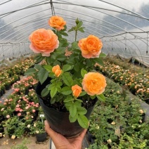 月季大花月季果汁阳台大苗浓香带花苞庭院阳台观花四季开花