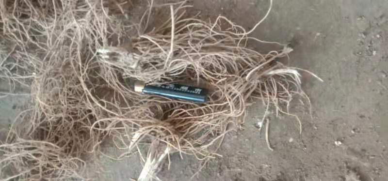 朱砂点北苍术苗一年生苗产地直供现起现发