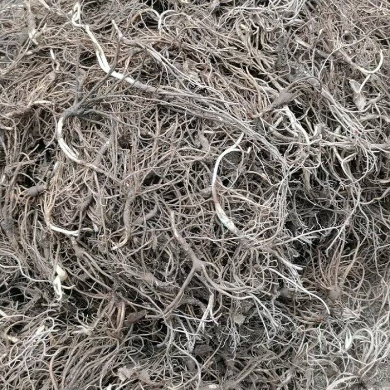 朱砂点北苍术苗一年生苗产地直供现起现发