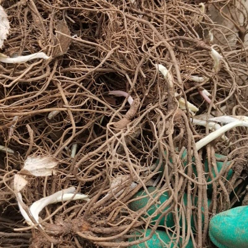 朱砂点北苍术苗一年生苗产地直供现起现发