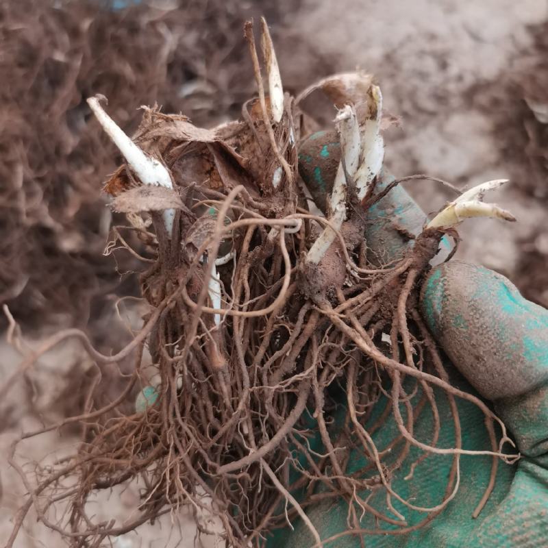 朱砂点北苍术苗一年生苗产地直供现起现发