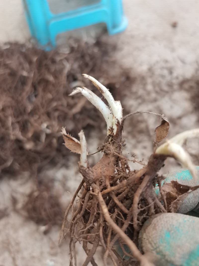 朱砂点北苍术苗一年生苗产地直供现起现发