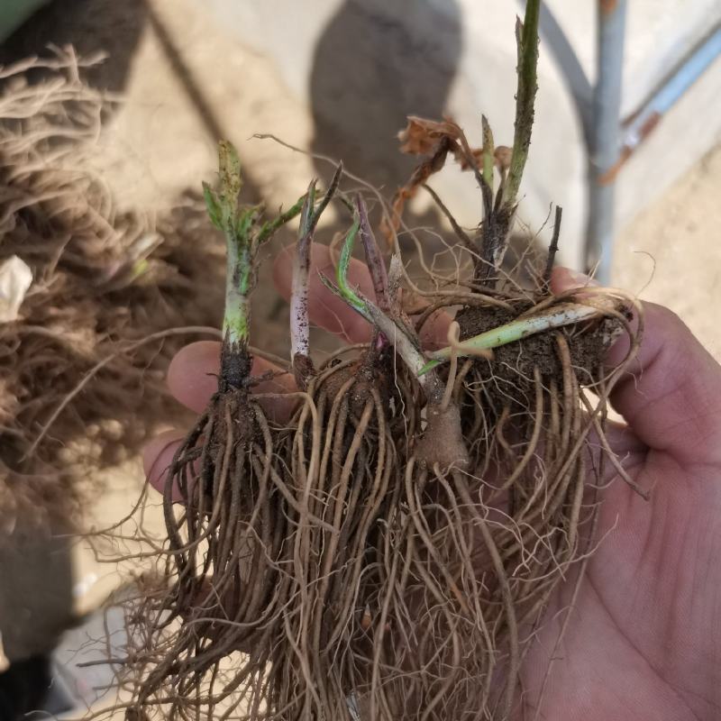 朱砂点北苍术苗一年生苗产地直供现起现发