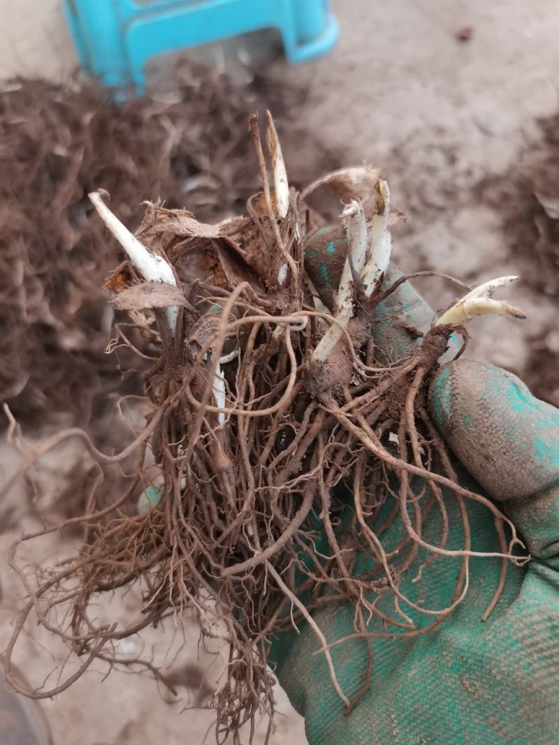 朱砂点北苍术苗一年生苗产地直供现起现发