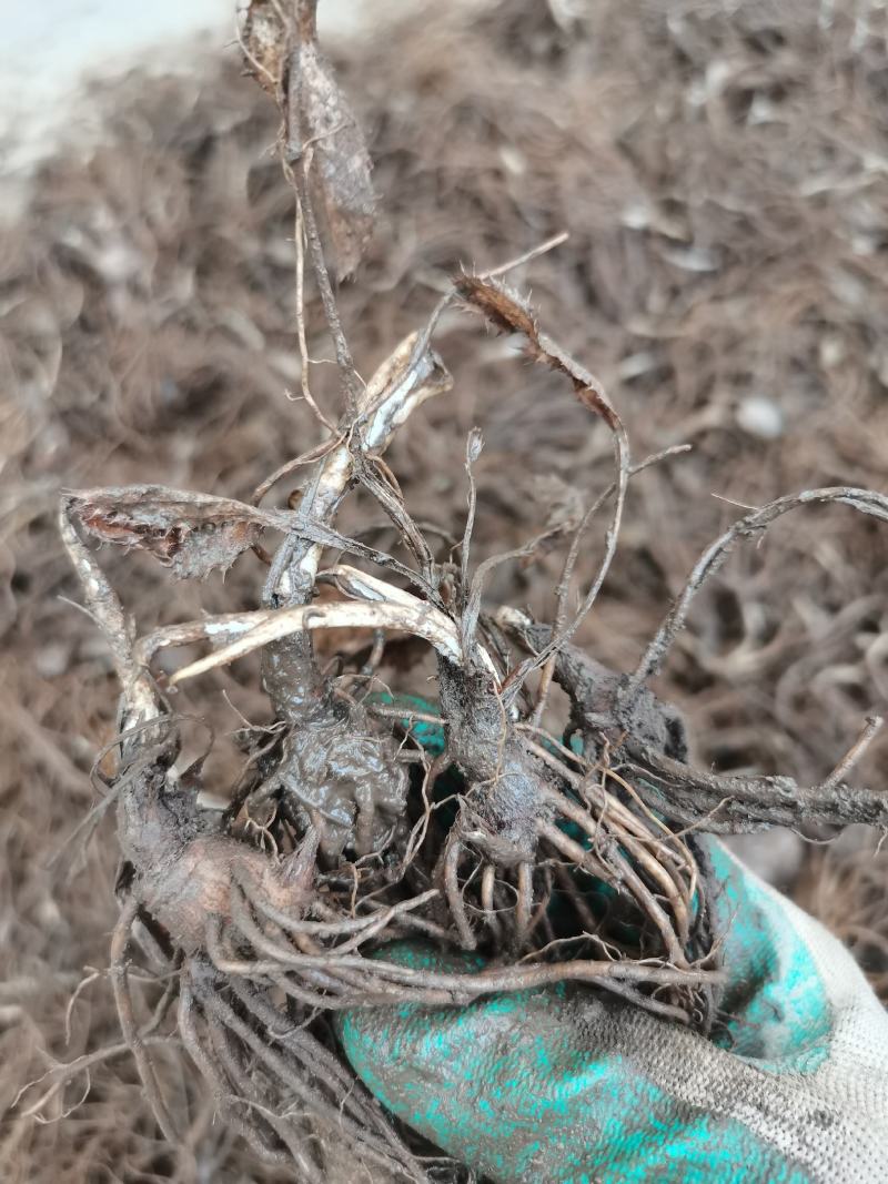 朱砂点北苍术苗一年生苗产地直供现起现发