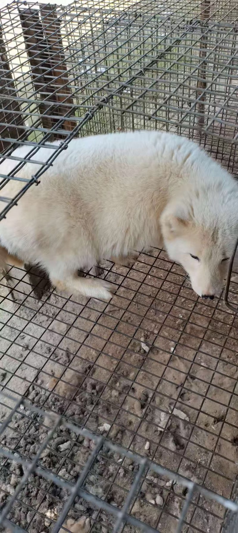 观赏白狐大量出售！萌宠银狐价格优惠！宠物熊猫狐全国发货！