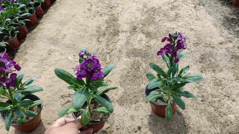 紫罗兰花卉盆栽，租摆绿化观赏花卉，坤盛花卉基地