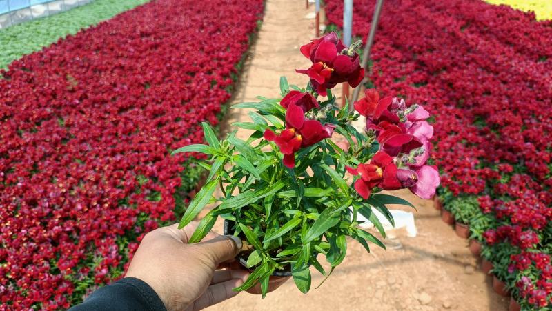 紫罗兰花卉盆栽，租摆绿化观赏花卉，坤盛花卉基地