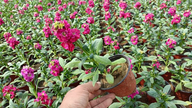 紫罗兰花卉盆栽，租摆绿化观赏花卉，坤盛花卉基地