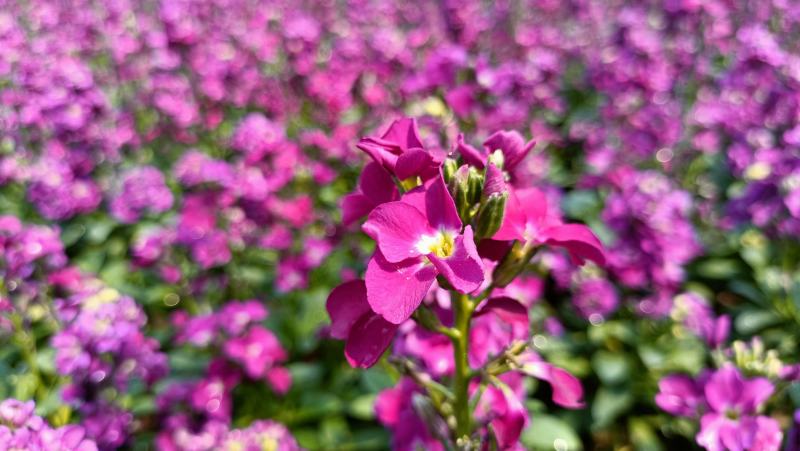 紫罗兰花卉盆栽，租摆绿化观赏花卉，坤盛花卉基地