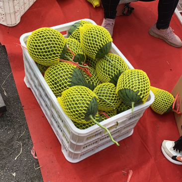 红灵正宗珍珠红