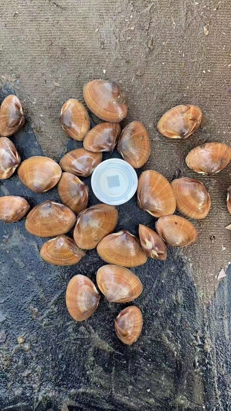 黄蚬子