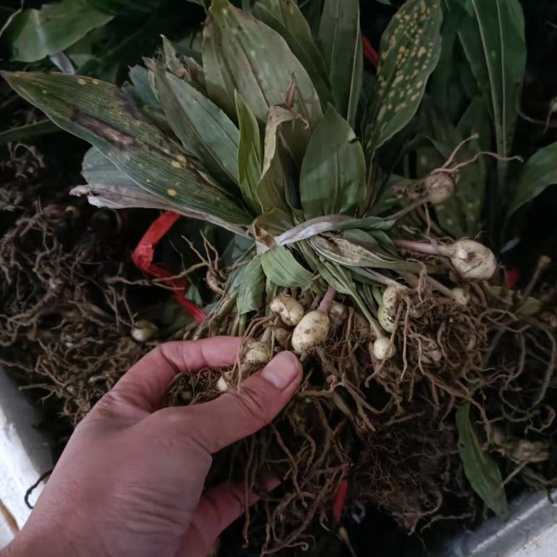 毛慈菇种苗，陕西宽叶毛慈菇苗子，质量保证，一手货源