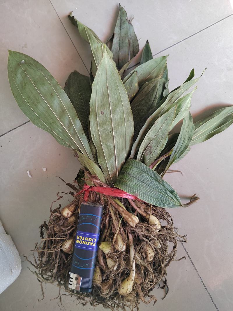 毛慈菇种苗，陕西宽叶毛慈菇苗子，质量保证，一手货源